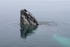 海面上露出头的鲸鱼图片